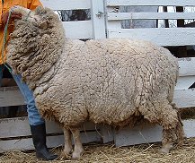 Solomon in wool